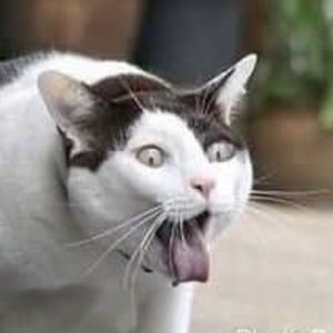 Meet your Posher, Chutikarn